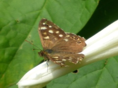Pararge aegeria