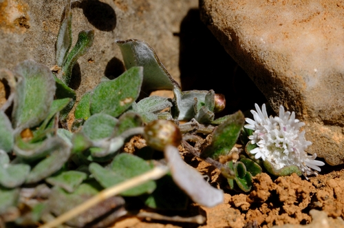 Helichrysum balfourii