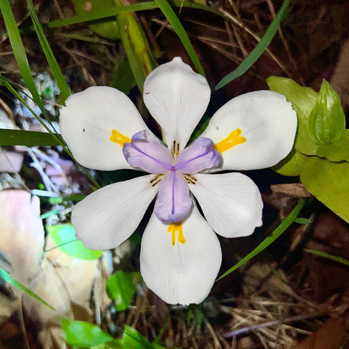 Dietes grandiflora