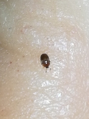 Corylophidae