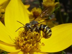 Dianthidium subparvum