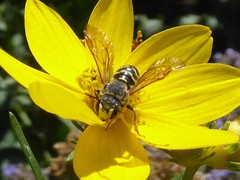 Dianthidium subparvum