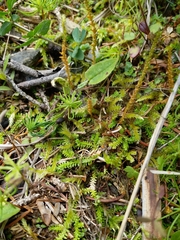 Selaginella helvetica
