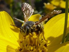 Dianthidium subparvum