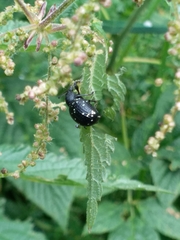 Otiorhynchus gemmatus