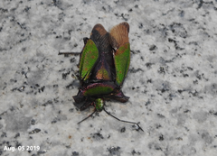 Pentatoma parametallifera