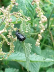 Otiorhynchus gemmatus