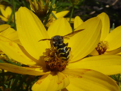 Dianthidium subparvum