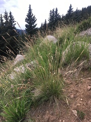 Poa fendleriana