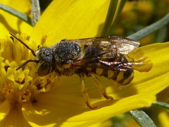 Dianthidium subparvum