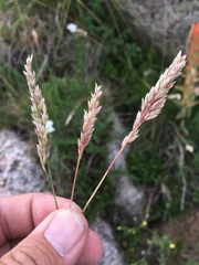 Poa fendleriana
