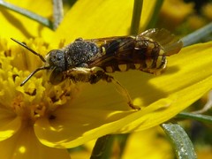 Dianthidium subparvum