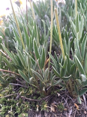 Trifolium attenuatum