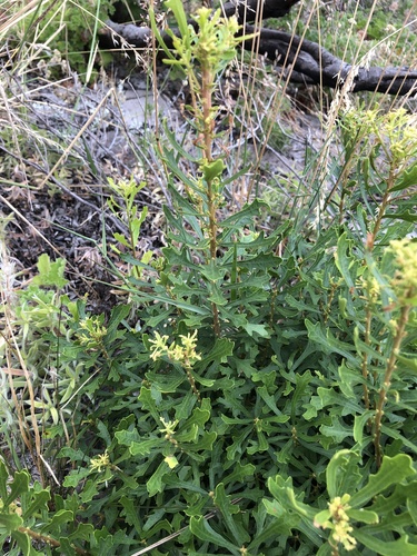 Image of Morella quercifolia by (c) Caroline Voget, some rights reserved (CC BY)