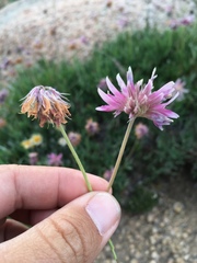 Trifolium attenuatum