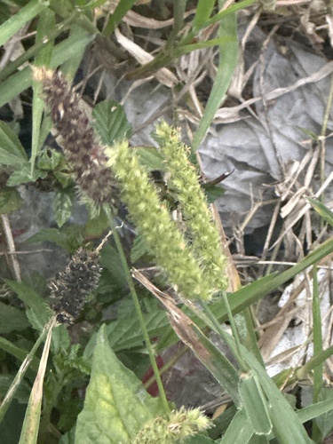 Cenchrus brownii observed 2025-02-22