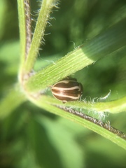 Calligrapha bidenticola