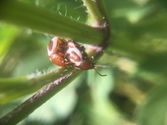 Calligrapha bidenticola