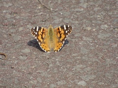 Vanessa cardui