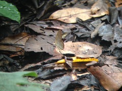 Pierella hortona