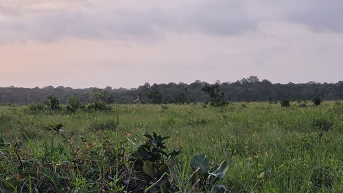 Foto de Murici do campo
