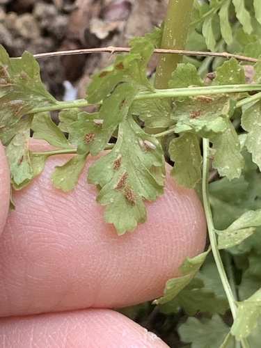 Asplenium incisum, photograph 5