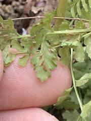 Asplenium incisum, photograph (c) Daniel J. Layton, some rights reserved (CC BY)