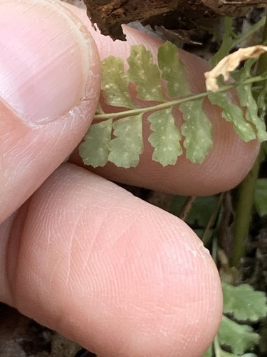 Asplenium incisum, photograph 6