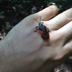 Pseudocalaspidea cassidea