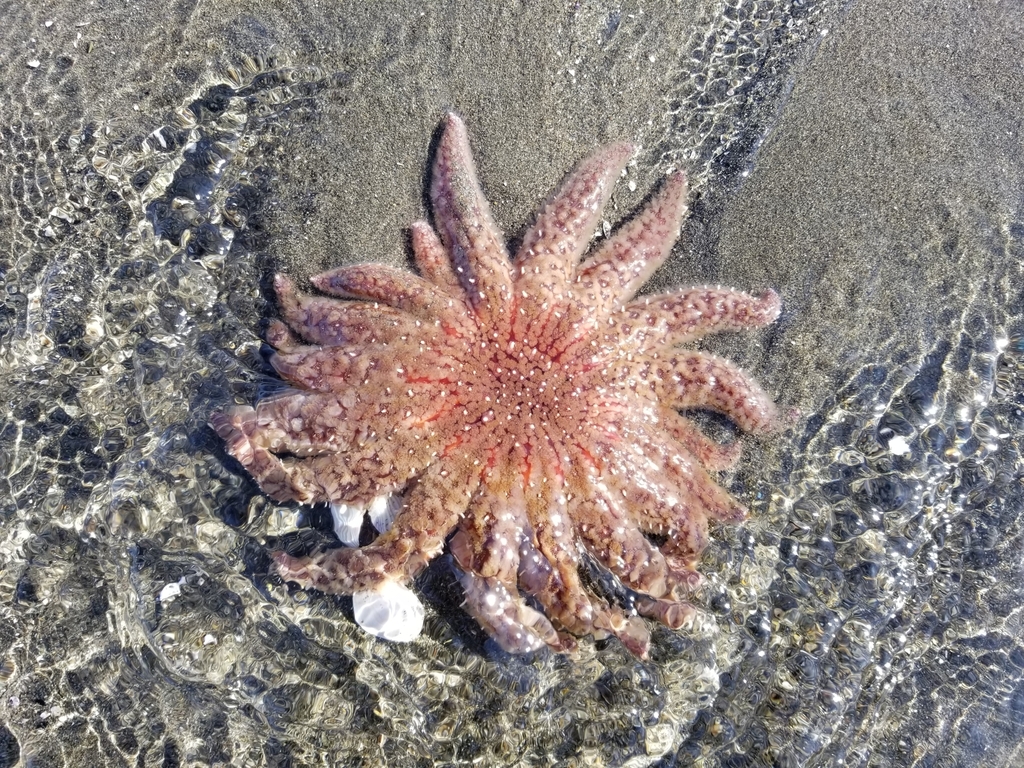 Sunflower sea star - Wikipedia