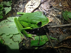 Phyllomedusa tarsius