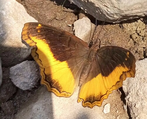Eurytela dryope