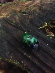 Oxysternon conspicillatum