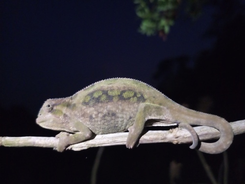 Rüppell's Desert Chameleon