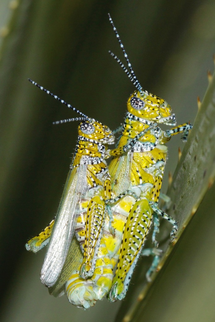 Poecilotettix