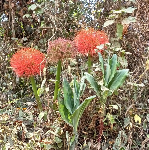 Bloodlily