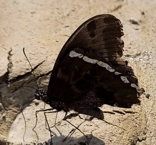 Papilio microps
