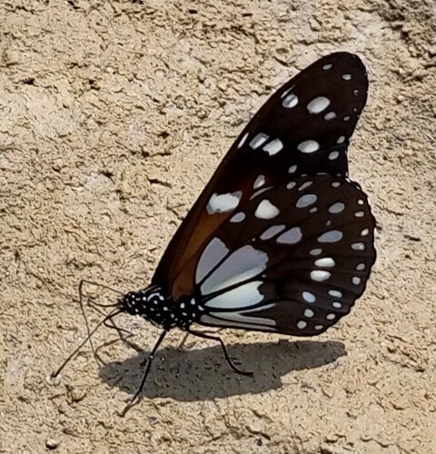 Beautiful Monarch