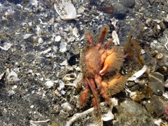 Hapalogaster mertensii