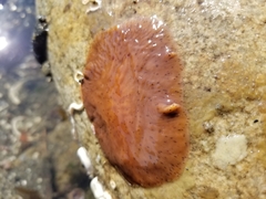 Kaburakia excelsa