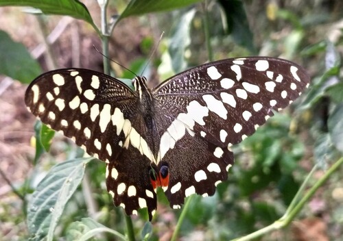 Citrus Swallowtail