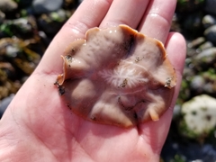 Kaburakia excelsa