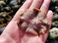 Kaburakia excelsa