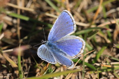 Plebejus idas alaskensis