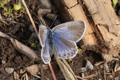 Plebejus idas alaskensis