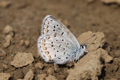 Plebejus idas alaskensis