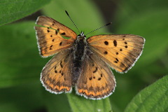 Tharsalea rubidus ferrisi