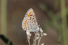Euphilotes spaldingi