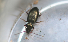 Bembidion deletum