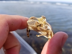Cryptolithodes typicus